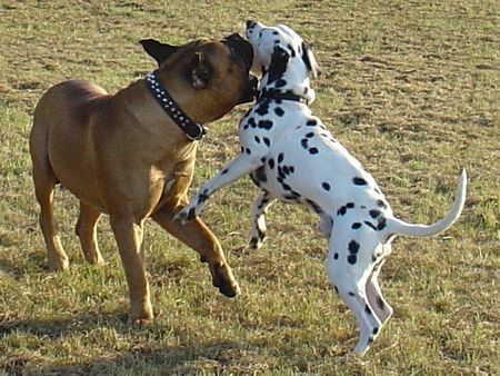 Bullmastiff So könnten wir den ganzen Tag spielen...