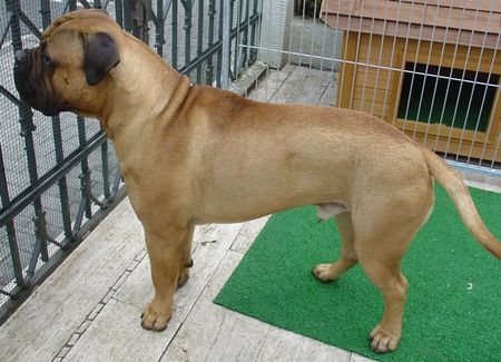 Bullmastiff 14 Monate alter Bullmastiff