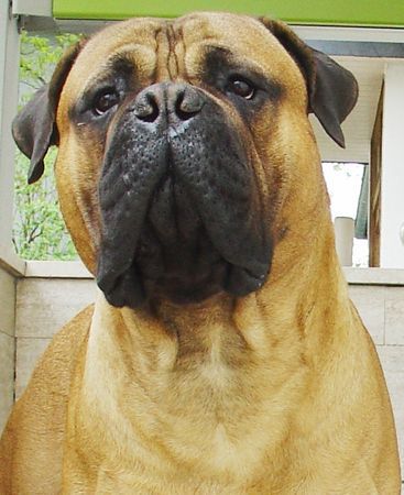 Bullmastiff Bullmastiff 14 Monate alt