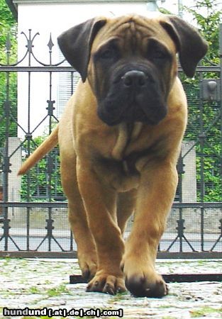 Bullmastiff Bullmastiff 13 Wochen alt