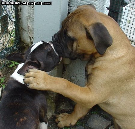 Bullmastiff Bullmastiff 13 Wochen alt, Boston Terrier 1 Jahr alt