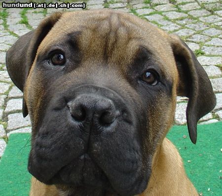 Bullmastiff Bullmastiff 13 Wochen alt