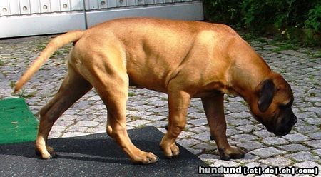 Bullmastiff Bullmastiff 15 Wochen alt