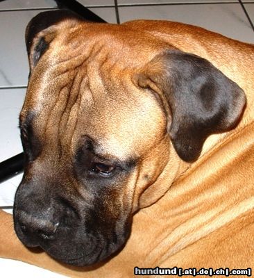 Bullmastiff Bullmastiff 24 Wochen alt