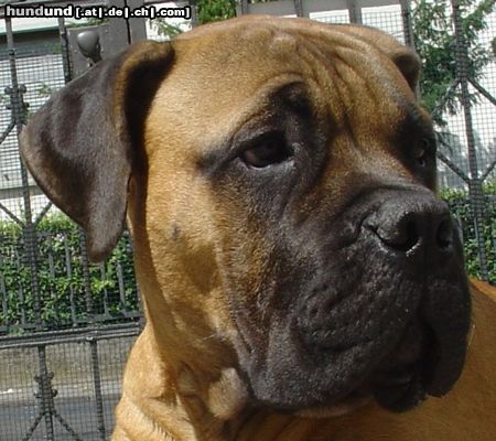 Bullmastiff Bullmastiff 24 1/2 Wochen alt