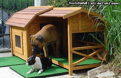 Bullmastiff Bullmastiff 5 1/2 (Monate alt) und Boston Terrier (15 Monate alt)