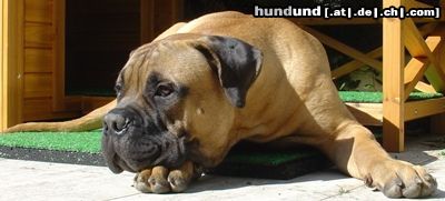 Bullmastiff Bullmastiff 5 1/2 Monate alt