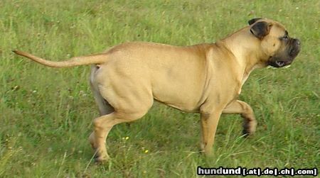 Bullmastiff Bullmastiff 6 Monate alt