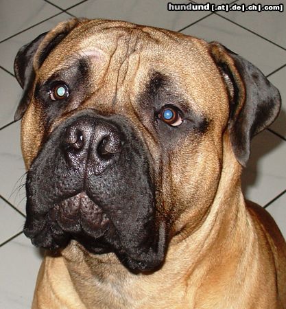 Bullmastiff Bullmastiff 8 Monate alt (69 cm hoch, 59 kg)