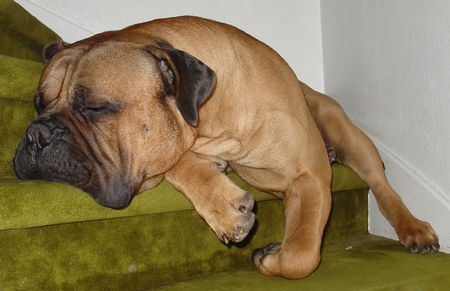 Bullmastiff Meine Lieblingstreppe