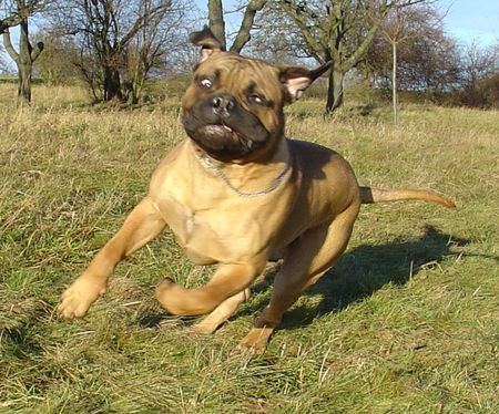 Bullmastiff Bullmastiff 10 Monate alt