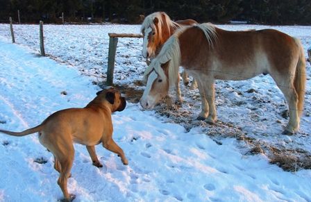 Bullmastiff Bullmastiff trifft erstmals ein Pferd