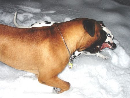 Bullmastiff Bullmastiff beim ausgelassenen Spiel im Schnee