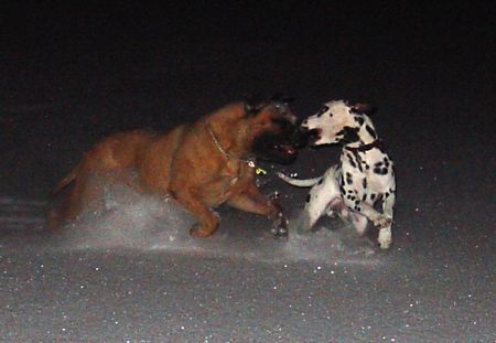 Bullmastiff Bullmastiff in der Nacht beim Spiel im Schnee