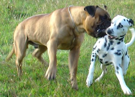 Bullmastiff Wir sind beide 19 Monate alt