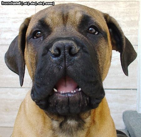 Bullmastiff Bullmastiff 14 Wochen alt