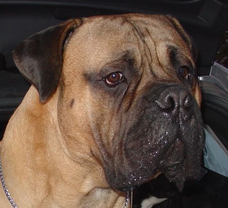 Bullmastiff Bullmastiff 11 Monate alt