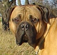 Bullmastiff Bullmastiff 10 Monate alt