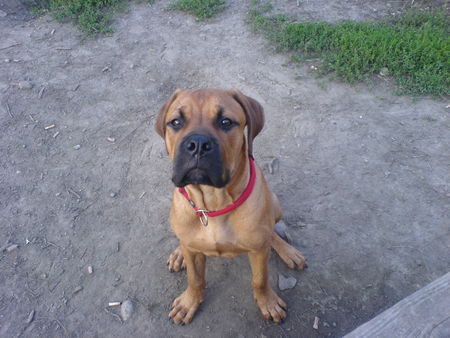 Bullmastiff Is da jemand