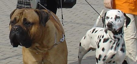 Bullmastiff Bullmastiff (14 Monate alt) mit seinem gleichaltrigen Freund Stanley