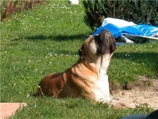 Bullmastiff damit ich noch brauner werde