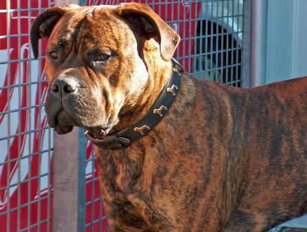 Bullmastiff Heinrich mit 11 Monaten