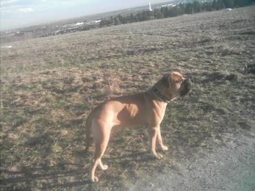 Bullmastiff Nigger Madbull Farm - \