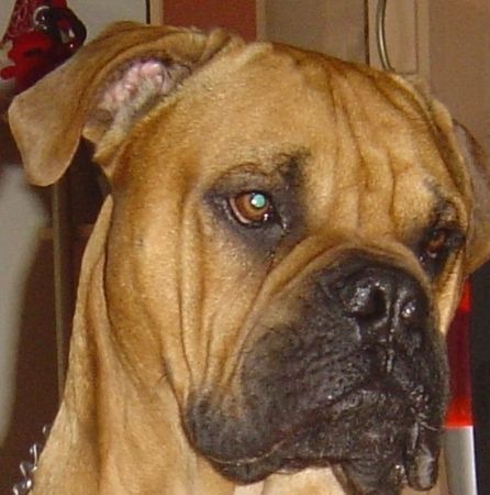 Bullmastiff ich bin schon groß