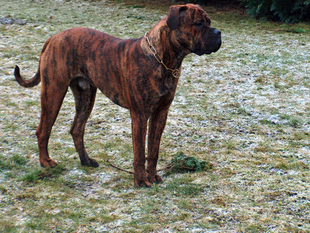 Bullmastiff Heinrich am Neujahrsmorgen