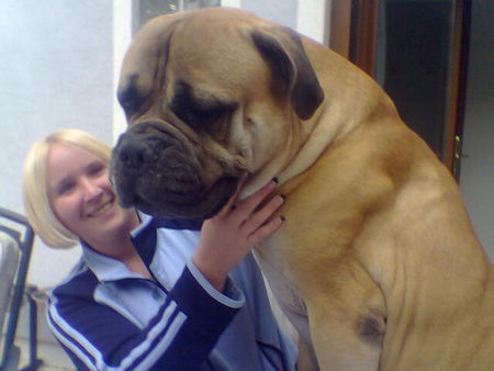 Bullmastiff mein kleiner racker