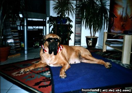 Bullmastiff Mrs Cool