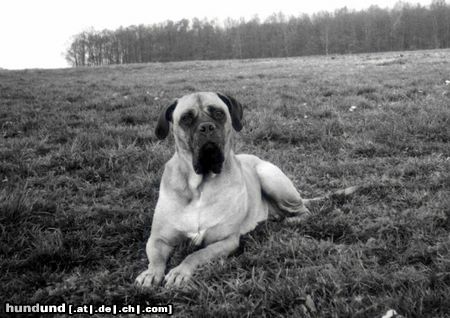 Bullmastiff Unsere Süße!