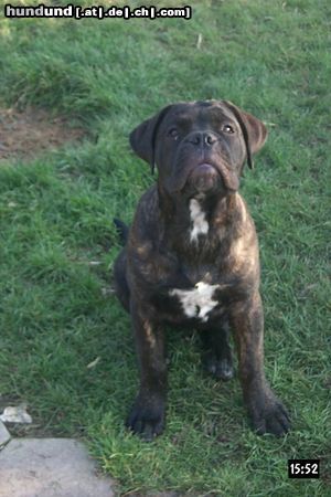 Bullmastiff unsere faule bande