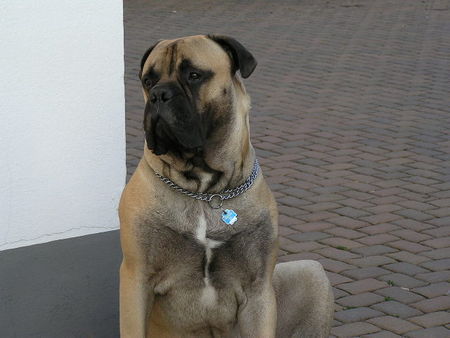 Bullmastiff