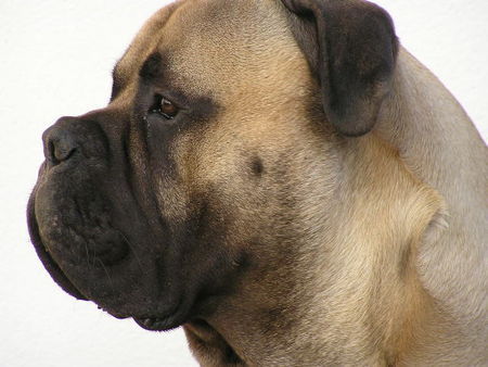 Bullmastiff