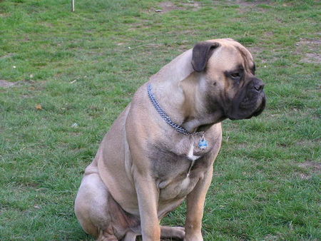 Bullmastiff