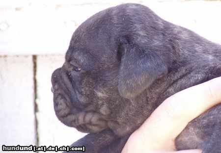 Bullmastiff Hot Soldier Adolf 