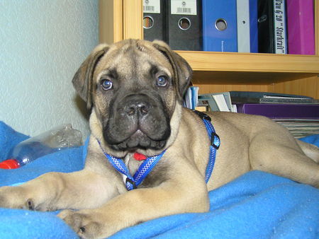 Bullmastiff Arthus 8 Wochen alt