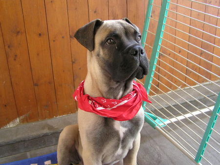 Bullmastiff Arthus  ist schick für den Spaziergang  (15.Woche)