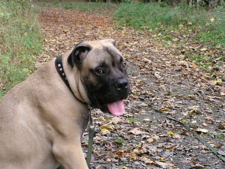 Bullmastiff Arthus im Wald