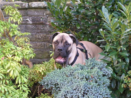 Bullmastiff Arthus beim Verstecken