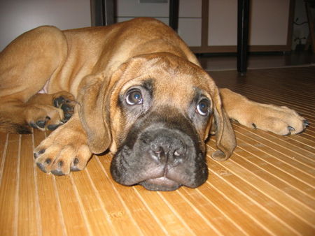 Bullmastiff