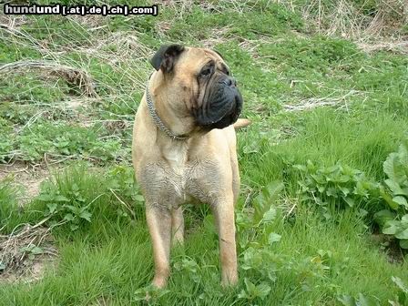 Bullmastiff Keoma