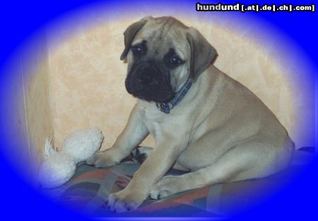 Bullmastiff