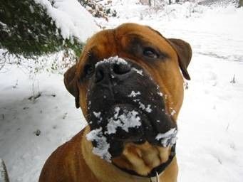 Bullmastiff Bandit und der erste Schnee ....