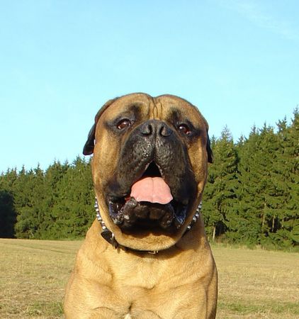 Bullmastiff Toller Spätsommertag