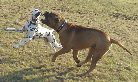 Bullmastiff Toller Tag wieder....