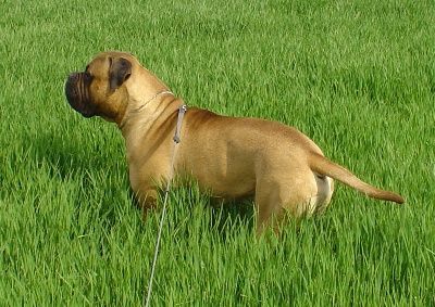 Bullmastiff Bullmastiff (14 Monate alt) genießt das erste Grün im Jahr 2006