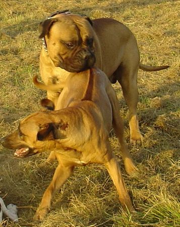 Bullmastiff Was ist denn das für ein Strich???