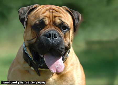 Bullmastiff Bullmastiff auf einer Ausstellung